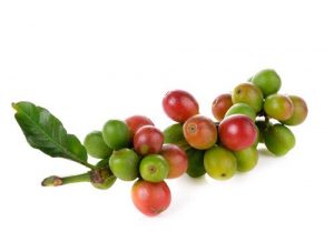 coffee cherries speciality coffee